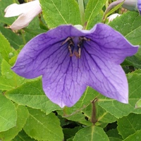 Platycodon grandiflorus Apoyama Group